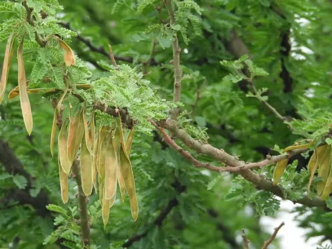 Parkinsonia