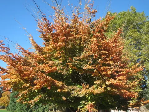Persian ironwood