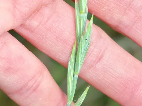 Western wheatgrass