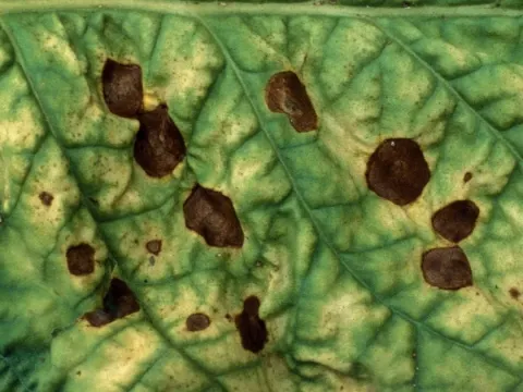 Alternaria leaf spot of ornamental plants