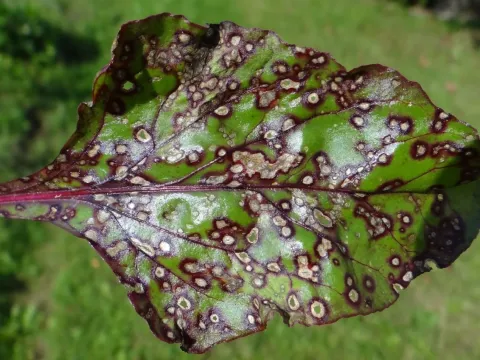 Cercospora regalis
