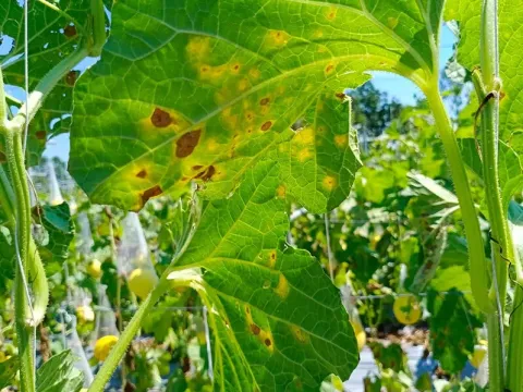 Phyllosticta leaf spot