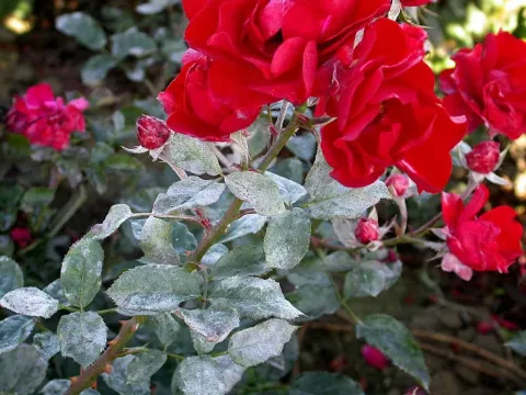 Rose powdery mildew