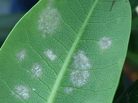 Rhododendron powdery mildew