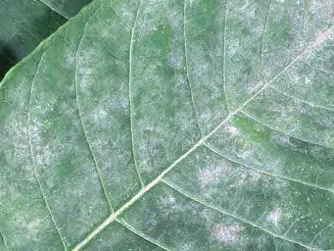 Microsphaera euphorbiae