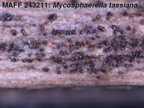 Sphaerella tassiana