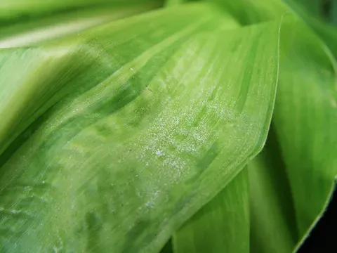 Peronosclerospora maydis