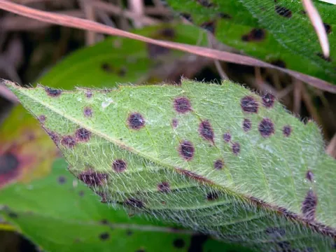 Raspberry Septoria leaf spot