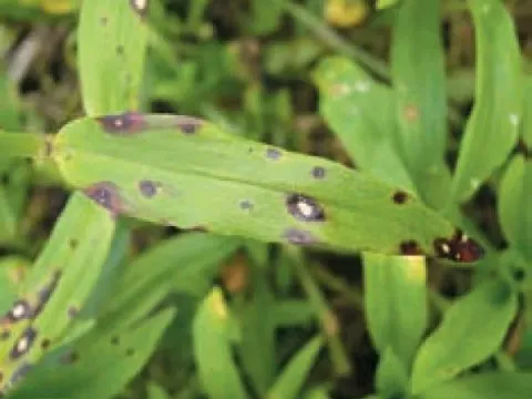 Carnation Septoria Leaf Spot