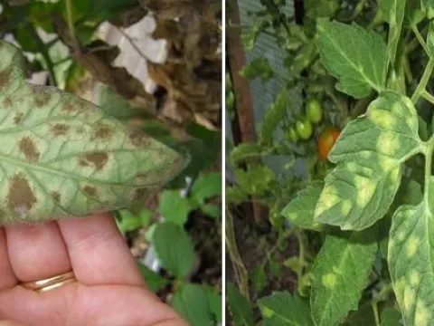 Tomato leaf mold