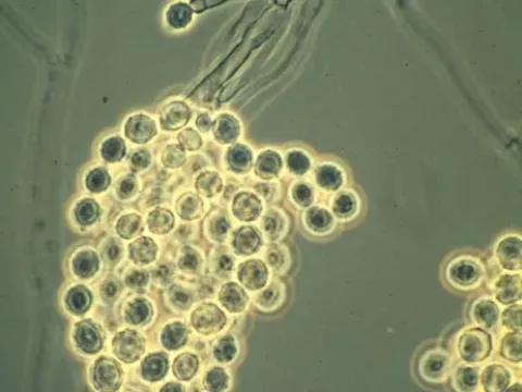 Microascus brevicaulis