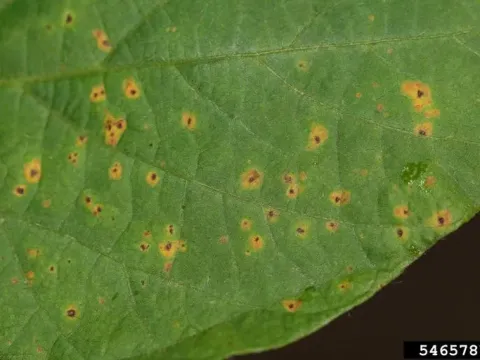 Pleosphaerulina