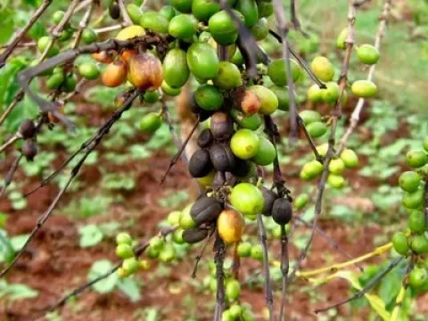 Colletotrichum kahawae