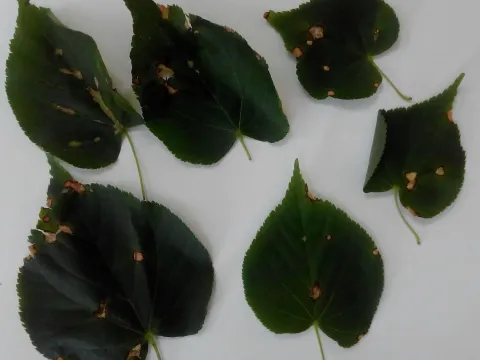 Linden discula