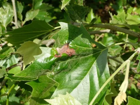 Sycamore anthracnose