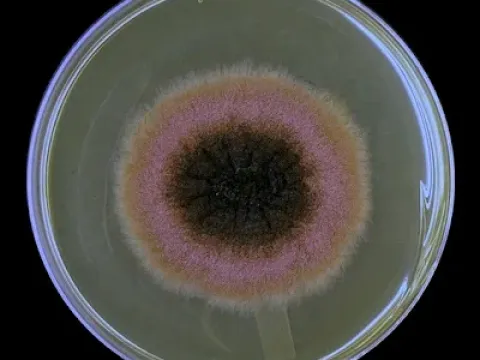 Phoma glomerata