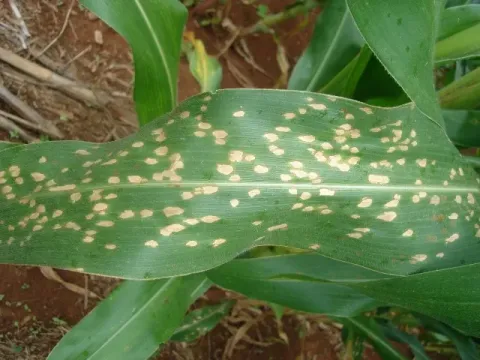 Phoma tropica