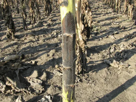 Phoma leaf spot and stem canker