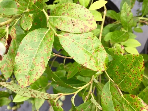 Blueberry rust