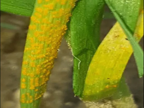 Yellow rust