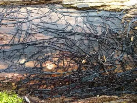 Rhizomorpha subcorticalis