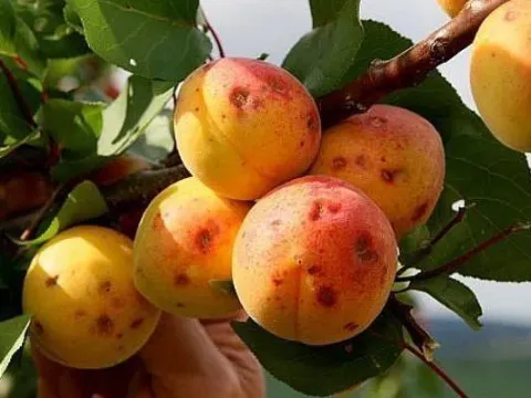 Парша косточковых