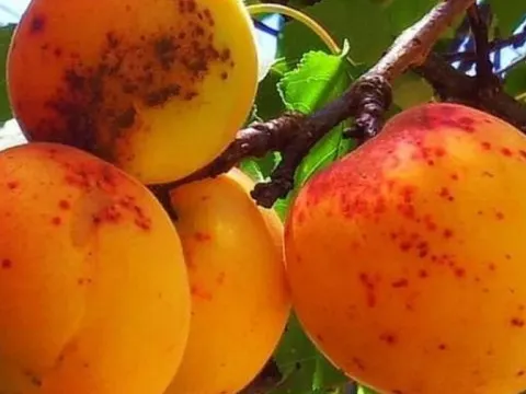 Peach scab