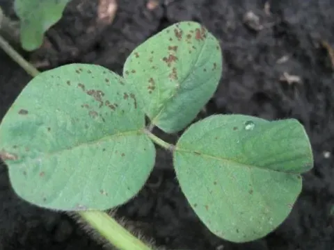 Bipolaris leaf spot of soybean