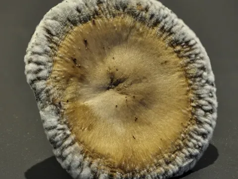 Penicillium brevi-compactum