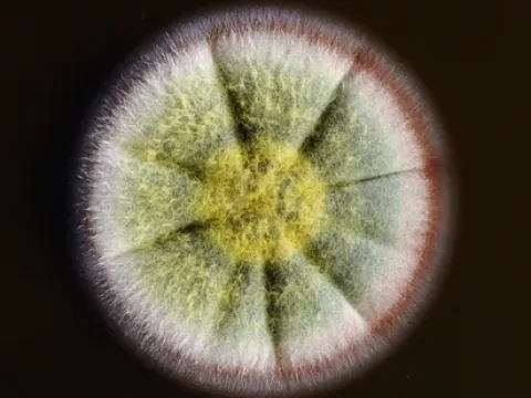 Penicillium purpurogenum