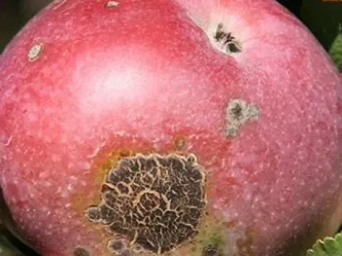 Fruit injury