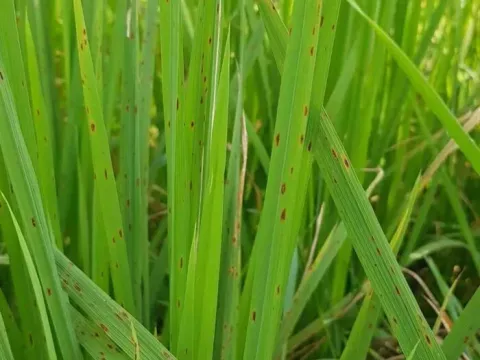 Brown spot of rice