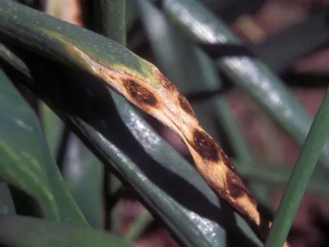 Stemphylium leaf spot