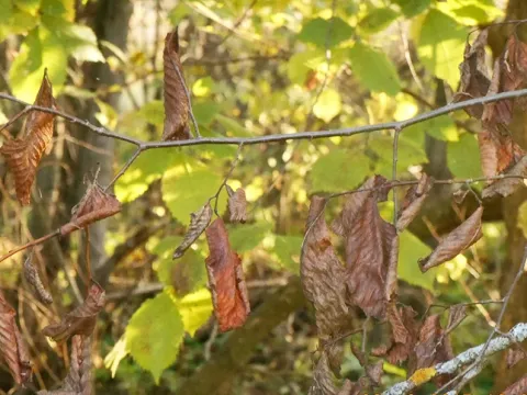 Стегофороз вяза