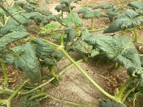 Melon necrotic spot virus