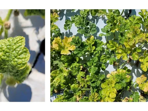 Watermelon chlorotic stunt