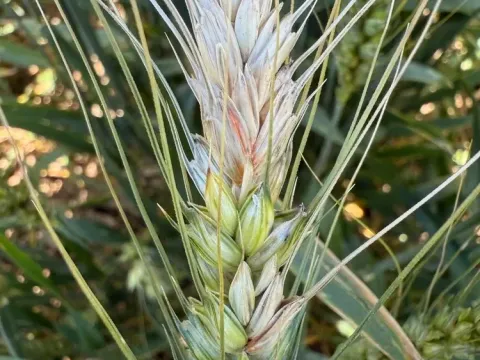 Gibberella avenacea