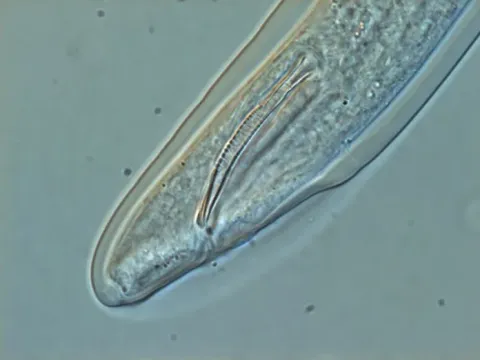 Paratrichodorus lobatus