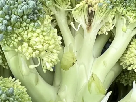 Broccoli necrosis