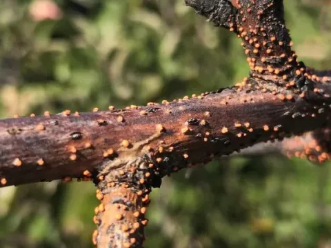Nectria ramulariae