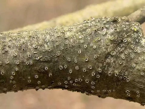 Leucocytospora cincta