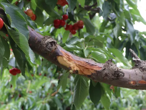Цитоспороз