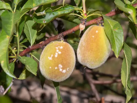 Fusicoccum canker of almond