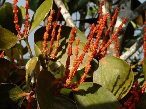 Dendrophthora