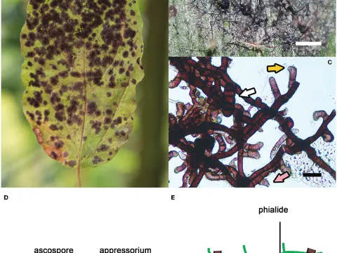 Meliola mangiferae