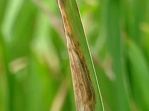 Gerlachia oryzae