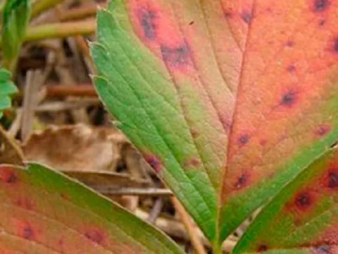 Strawberry leaf scorch