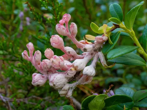 Blueberry Exobasidium leaf gall