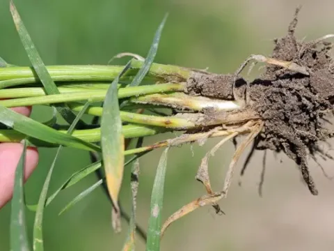 Eyespot of wheat