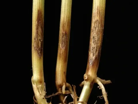 Eyespot of cereals